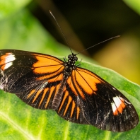 Heliconius melpomene