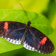 Heliconius melpomene