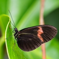 Heliconius melpomene