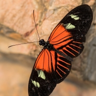 Heliconius melpomene