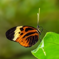 Heliconius numata