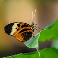 Heliconius numata