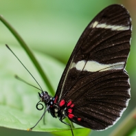 Heliconius sara