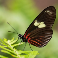 Heliconius sara