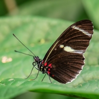 Heliconius sara