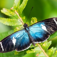 Heliconius sara
