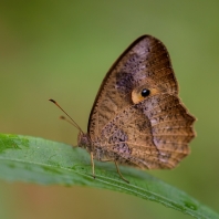 Heteropsis iboina