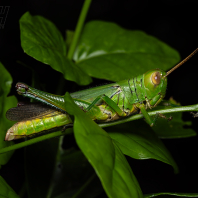 Hieroglyphus tonkinensis