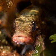 hlaváčovití - Gobiidae