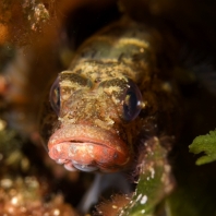 hlaváč krvavý - Gobius cruentatus
