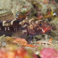 hlaváč krvavý - Gobius cruentatus