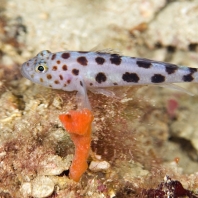 hlaváč sedlatý - Thorogobius ephippiatus