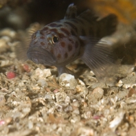 hlaváč sedlatý - Thorogobius ephippiatus
