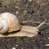 hlemýžď zahradní - Helix pomatia