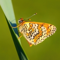 hnědásek kostkovaný - Melitaea cinxia