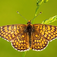 hnědásek kostkovaný - Melitaea cinxia