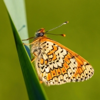 hnědásek kostkovaný - Melitaea cinxia