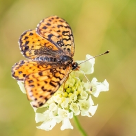hnědásek květelový - Melitaea didyma