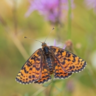 hnědásek květelový - Melitaea didyma