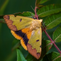 hnědopáska pistáciová - Ophiusa tirhaca