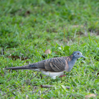 holoubek bronzovohřbetý - Geopelia humeralis