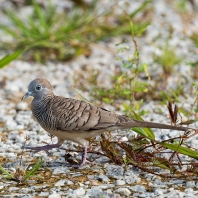 holoubek vlnkovaný - Geopelia striata