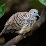 holoubek vlnkovaný - Geopelia striata