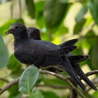 holub antilský - Patagioenas leucocephala