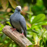 holub antilský - Patagioenas leucocephala