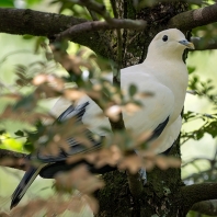 holub černobílý - Ducula luctuosa