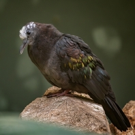 holub černobronzový - Henicophaps albifrons