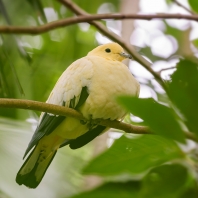 holub dvoubarvý - Ducula bicolor
