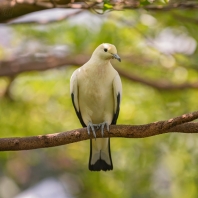 holub dvoubarvý - Ducula bicolor