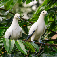 holub dvoubarvý - Ducula bicolor