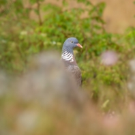 holub hřivnáč - Columba palumbus