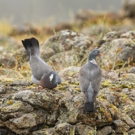 holub hřivnáč - Columba palumbus