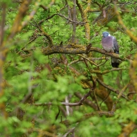 holub hřivnáč - Columba palumbus