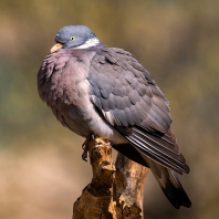 holub hřivnáč - Columba palumbus