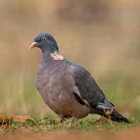 holub hřivnáč - Columba palumbus