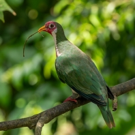 holub jambu - Ptilinopus jambu