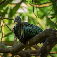 holub nikobarský - Caloenas nicobarica