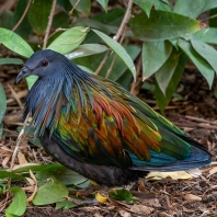 holub nikobarský - Caloenas nicobarica