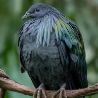 holub nikobarský - Caloenas nicobarica