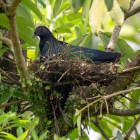 holub nikobarský - Caloenas nicobarica