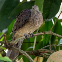holub příčkoprsý - Macropygia unchall