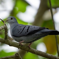holub šedomodrý - Claravis pretiosa