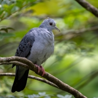 holub šedomodrý - Claravis pretiosa