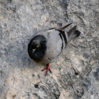 holub skalní - Columba livia