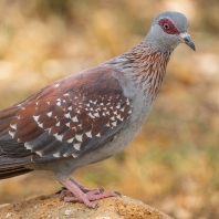 holub skvrnitý - Columba guinea