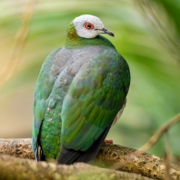 holub zelenobílý - Ducula forsteni